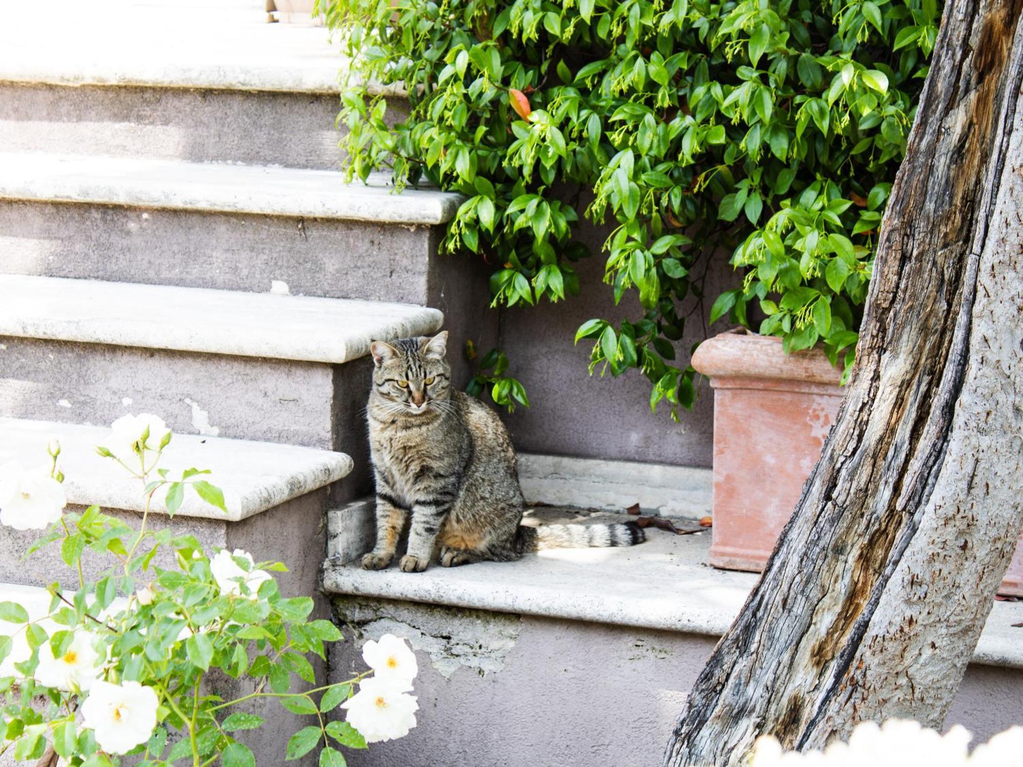 La Magnolia B&B And Apartments Arrone Eksteriør bilde